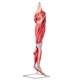 Músculos do Membro Inferior Com os Principais Vasos e Nervos 10 Partes