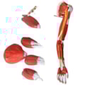 Músculos do Membro Superior-5aac28d3-481f-45c7-913b-d3bad2d59a5b