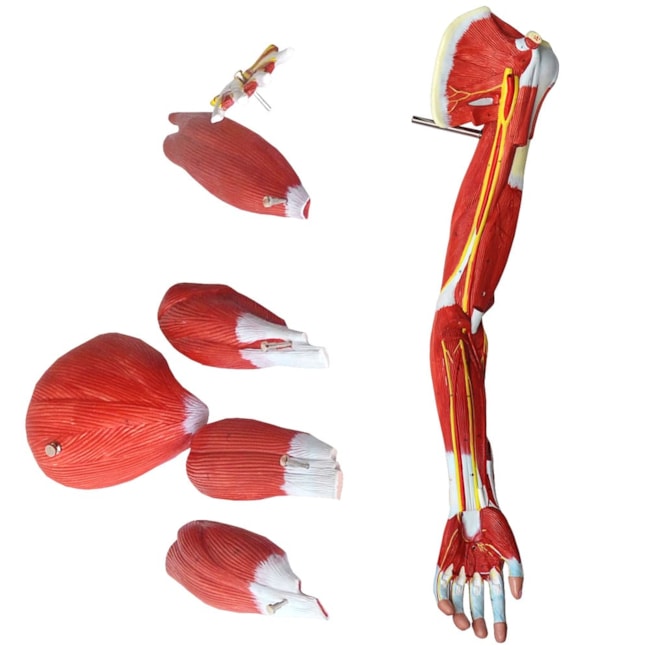 Músculos do Membro Superior-263368e1-0c1d-4467-94e6-c4a19cdf8a4b