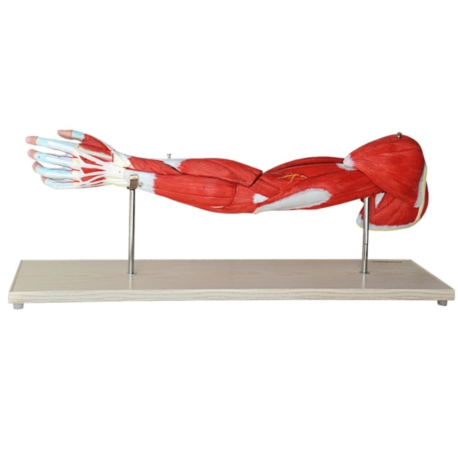 Músculos do Membro Superior-2f52b9bc-e8cd-46ab-9f83-83da7b31af30
