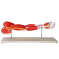 Músculos do Membro Superior-88013abc-d9e0-4b21-adef-a4cb3b13f88f