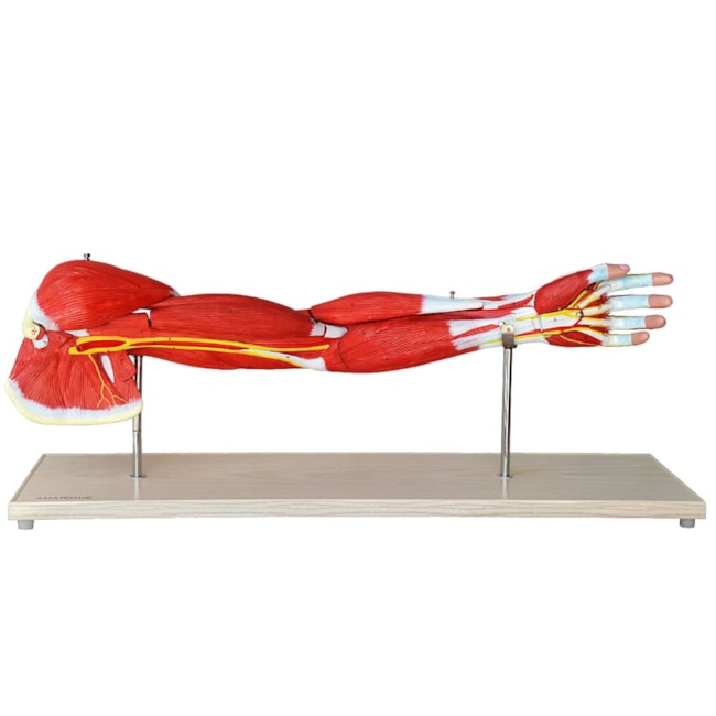 Músculos do Membro Superior-78ba0571-c798-48e1-9b29-9963a3fcec1b