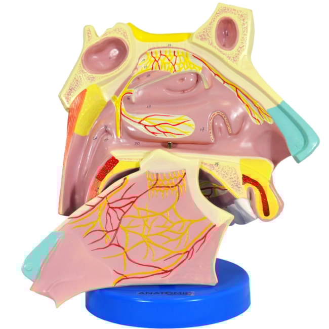 Nariz Ampliado-39279a1c-1877-48bd-95d7-10ca749a78b5