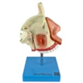 Nariz Com Arcada Dentária-5df0d4b4-df47-4e05-8bf5-87e5263ef082
