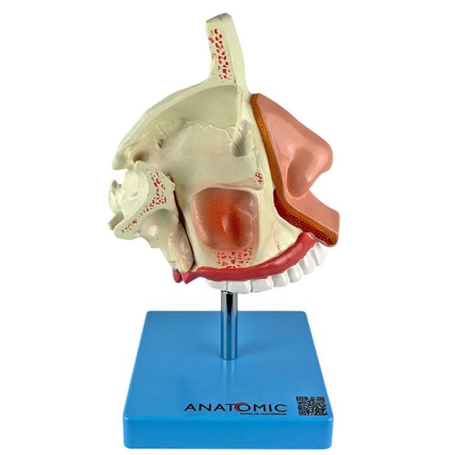 Nariz Com Arcada Dentária-47a1aba6-923c-4181-831a-7586674e3171