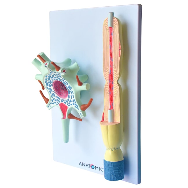 Neurônio Ampliado em 2 Partes-8a2c91b7-b6aa-47dd-abd6-c5a7141cd803