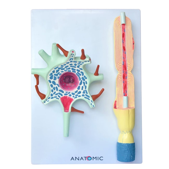 Neurônio Ampliado em 2 Partes-fd14168c-9a54-4742-a695-5f1e89b62708