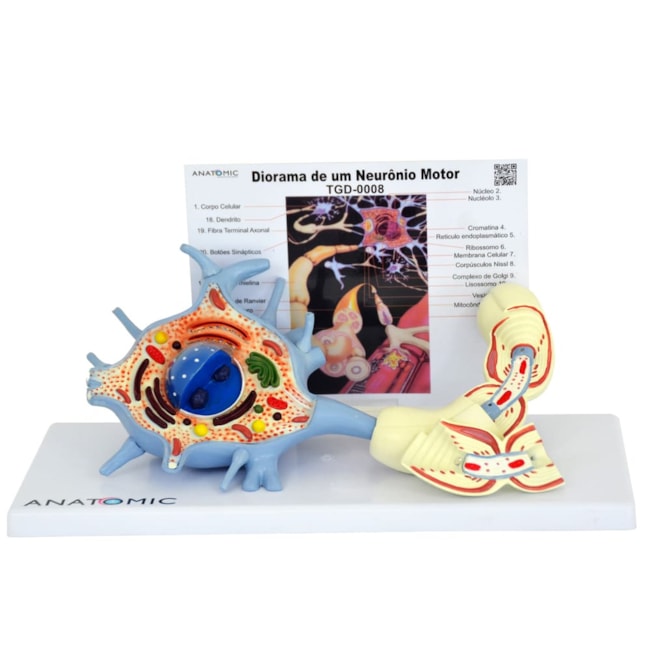 Neurônio Motor Ampliado-2ff349b5-be50-49b5-91e1-f286af9e273b