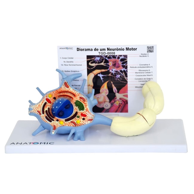 Neurônio Motor Ampliado-2e2f10bf-2282-4959-9386-0fa025def1a5