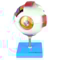 Olho 8 Partes-c956b29f-d4ff-4491-a13b-b872b6b9457f