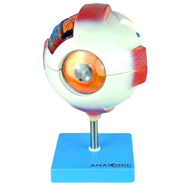 Olho 8 Partes-14ed94c8-4dff-44ae-8766-1b5f16243639