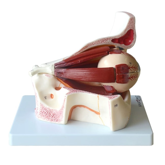 Olho Em Órbita Ampliado 10 Partes-ffb3b1bc-b975-4abb-86ad-a6b75317c2e4