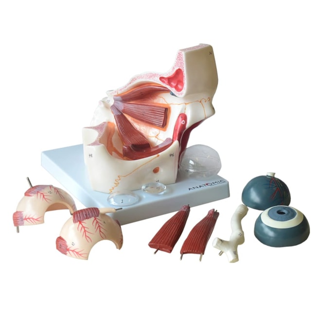 Olho Em Órbita Ampliado 10 Partes-6648993f-6755-48e6-bab5-94b71de4c9d8