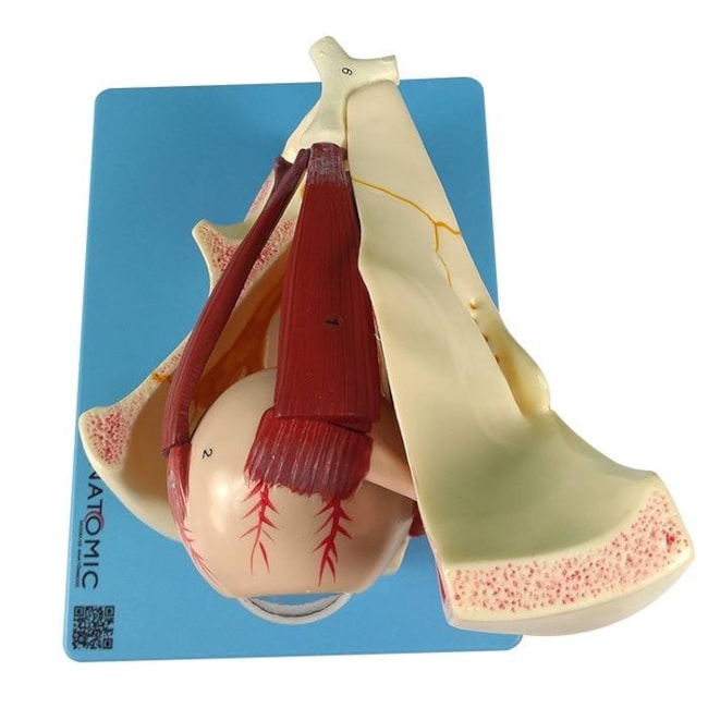 Olho Em Órbita Ampliado 10 Partes-a7130477-5a13-4171-a956-846556ee0a5f