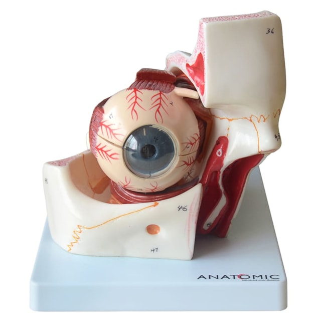 Olho Em Órbita Ampliado 10 Partes-d8fa2d97-705e-4e31-8940-fab1e3a42777