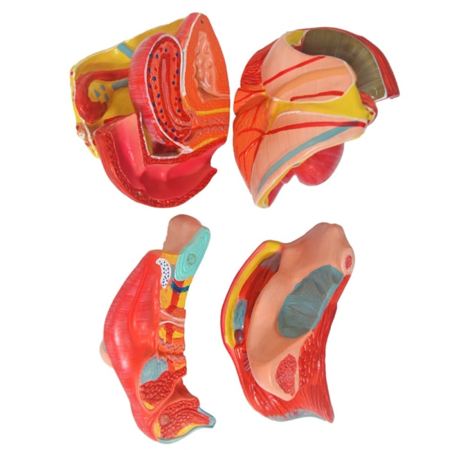 Órgão Genital Feminino 4 Partes-ba12b80f-6ddd-4e89-bb57-ab177ecd892d