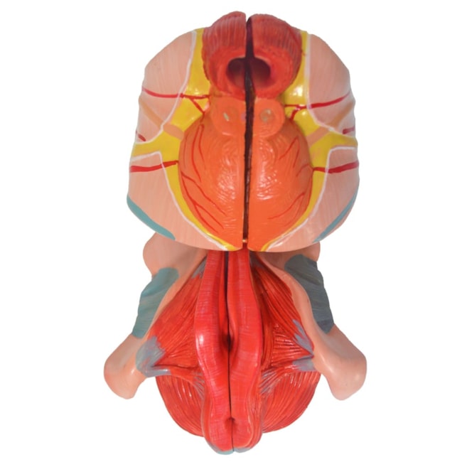 Órgão Genital Feminino 4 Partes-2d21a057-2e65-4e63-a63f-9558b57c584c