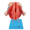 Órgão Genital Feminino 4 Partes-b22e8bcc-9397-43a6-b51f-ebe79361960d