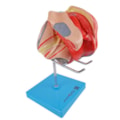 Órgão Genital Feminino 4 Partes-92cebe93-1f45-4991-b451-36ef201c88af