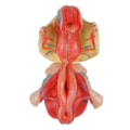 Órgão Genital Feminino 4 Partes-ba68f150-c2b3-49df-a78a-58686f53b282