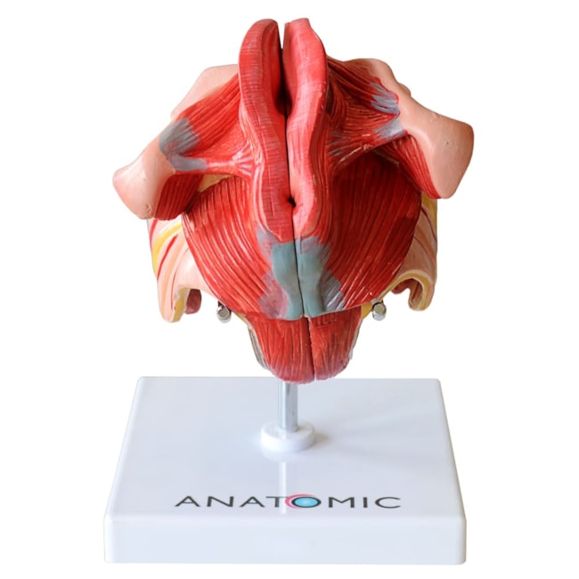 Órgão Genital Feminino 4 Partes-09e6977f-0cee-4c29-9120-5eb6577a3fc1