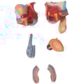 Órgão Genital Masculino 5 Partes-f3cf4c6c-bc46-466c-b7d6-eeee92574d69