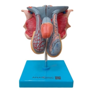 Órgão Genital Masculino 7 Partes