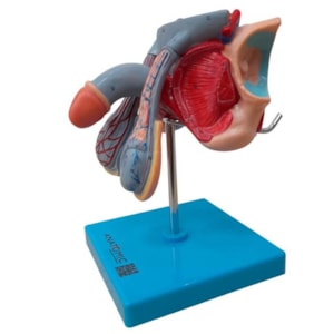 Órgão Genital Masculino 7 Partes