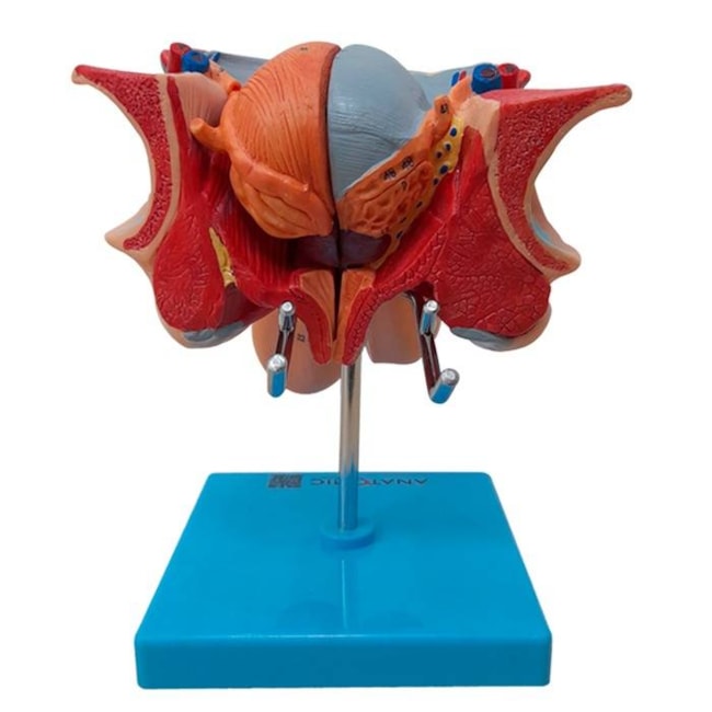 Órgão Genital Masculino 7 Partes-4d144940-cbcf-4a8e-8c66-ac24b22f6f5f