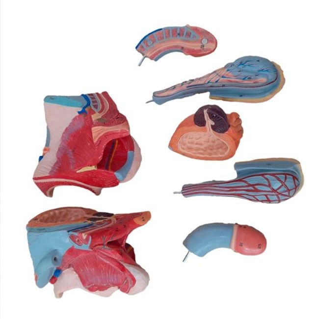 Órgão Genital Masculino 7 Partes-97d2ec33-00f6-4aed-9d39-e509a8292e6a