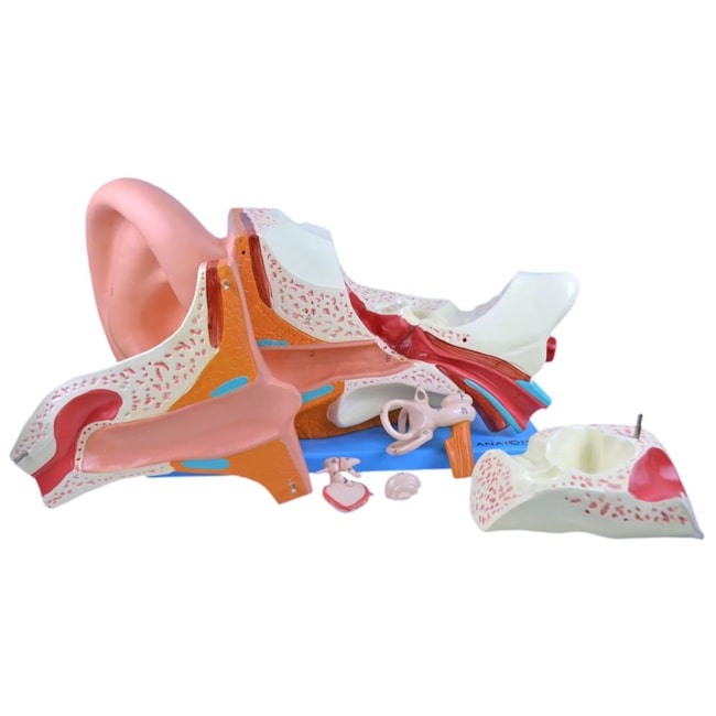 Ouvido Ampliado 6 Partes-e8247eaf-aeb7-439d-b63a-27370354a9f6