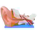 Ouvido Ampliado 6 Partes-69f4f842-ddeb-4e15-9d35-d61c91140104
