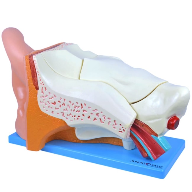 Ouvido Ampliado 6 Partes-1e47ee47-2ba5-49e9-8ebd-7506babbf31d