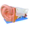 Ouvido Ampliado 6 Partes-13177121-15ed-4c6a-981a-0f63a37efca0