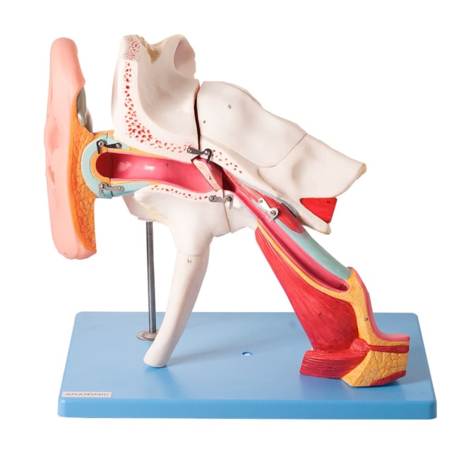 Ouvido Ampliado Clássico 8 Partes Com 58 Posições Para Estudos-423598a9-6cf8-4bb4-82f2-5bdc731eef2b