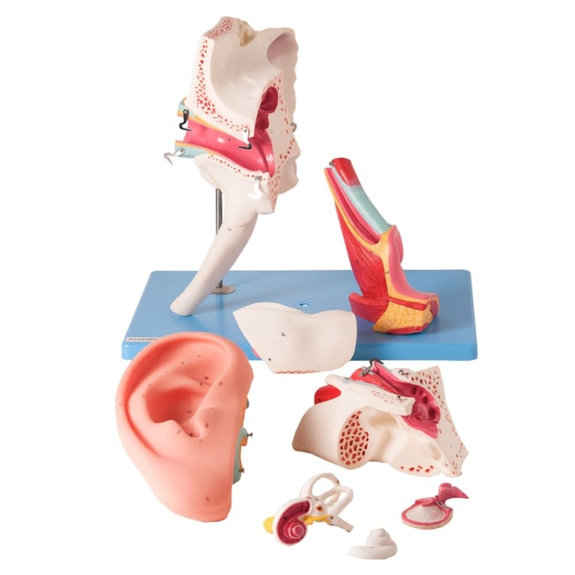 Ouvido Ampliado Clássico 8 Partes Com 58 Posições Para Estudos-76e4f9db-be92-449f-bd5d-177fe827323b