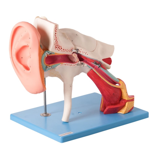 Ouvido Ampliado Clássico 8 Partes Com 58 Posições Para Estudos-ea5f7f75-eb67-4246-ac94-7d92c18cd151