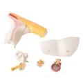 Ouvido Ampliado e Numerado 6 Partes-cfcea61e-a2e4-40d1-af39-370ee2a9325c