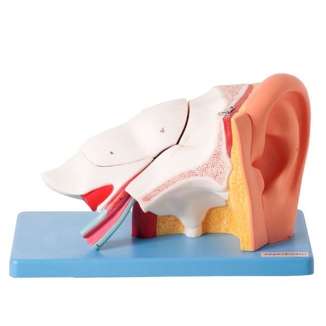 Ouvido Ampliado e Numerado 6 Partes-da667f48-a40e-441e-adef-e538dc1510b9