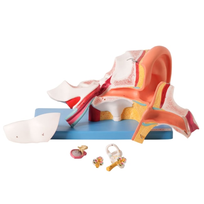 Ouvido Ampliado e Numerado 6 Partes-c46f5180-ee84-4c06-b0da-7aa996edbed6