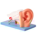 Ouvido Ampliado e Numerado 6 Partes-f4890971-443d-4a8d-afc1-299a4754402b