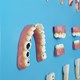 Patologia Dentária 12 Peças