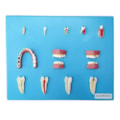 Patologia Dentária 12 Peças-65934a8d-e9c8-4c89-a932-9543625f1f9b