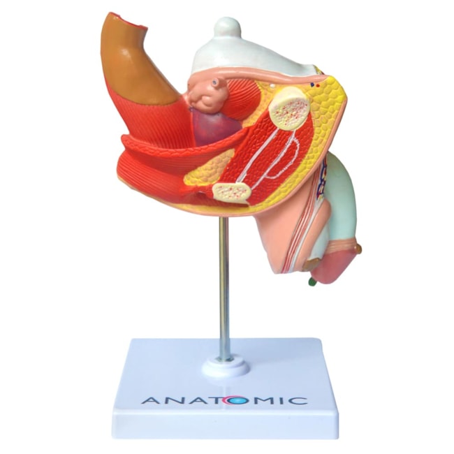 Patologias do Sistema Urogenital Masculino-a22813ab-41e6-4b87-b7af-92d244e21d32