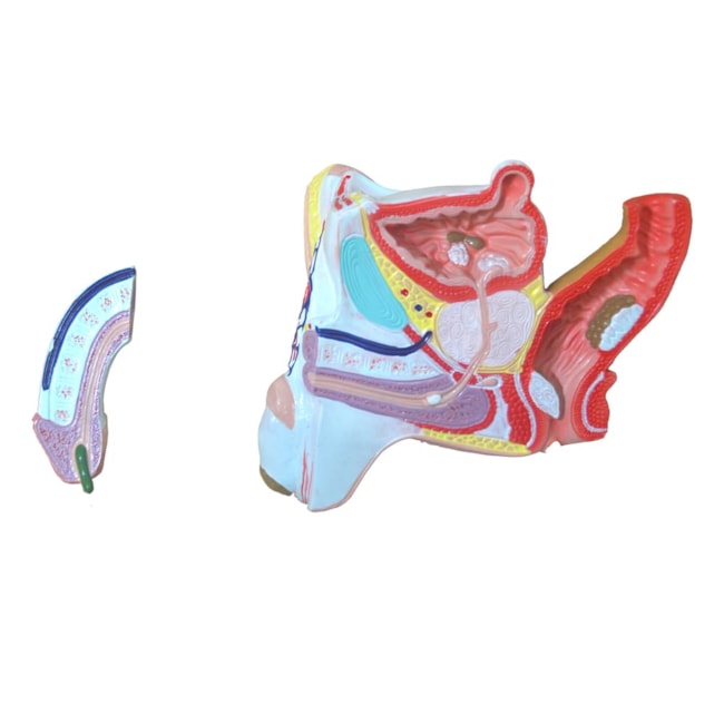 Patologias do Sistema Urogenital Masculino-5c7835e8-cf52-4f95-acf0-703d7bfdb98d