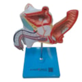 Patologias do Sistema Urogenital Masculino-f44eaae3-4050-4a72-8988-61097c13cb5f