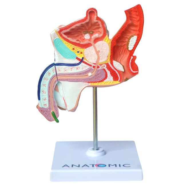 Patologias do Sistema Urogenital Masculino-bd239e0d-ab11-456b-860d-1493964b4ebd