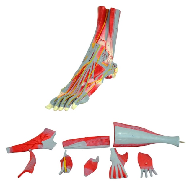 Pé Muscular Com Nervos 9 Partes-b0d74e4b-06e1-4f52-89d3-c77ea1573b60