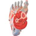 Pé Muscular Com Nervos 9 Partes-1a0e1f19-a59c-4360-a197-ed5572e95f86