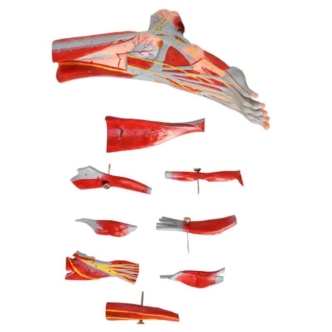 Pé Muscular Com Nervos 9 Partes-ed28ea9c-b67a-4d31-9d25-e2e01aa1a217